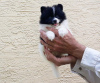 Foto №2 zu Ankündigung № 78218 zu verkaufen mischlingshund - einkaufen USA quotient 	ankündigung