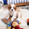 Foto №3. Schöne Gesundheit Cavalier Puppies Business WhatsApp 37256062792. Belgien