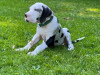 Foto №3. Great Dane puppies for sale. Deutschland