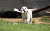 Zusätzliche Fotos: Labrador-Welpen schwarz und beige Farbe.