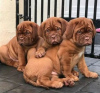 Foto №1. dogue de bordeaux - zum Verkauf in der Stadt Kaunas | verhandelt | Ankündigung № 122056