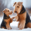 Foto №1. welsh terrier - zum Verkauf in der Stadt Kruševac | verhandelt | Ankündigung № 109368