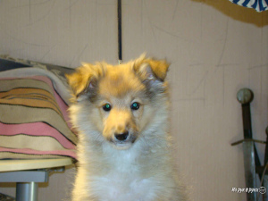 Foto №2 zu Ankündigung № 2448 zu verkaufen shetland sheepdog - einkaufen Russische Föderation züchter