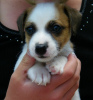 Foto №2 zu Ankündigung № 56590 zu verkaufen jack russell terrier - einkaufen Deutschland quotient 	ankündigung