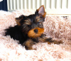 Foto №2 zu Ankündigung № 119278 zu verkaufen yorkshire terrier - einkaufen Tschechische Republik quotient 	ankündigung