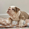 Foto №2 zu Ankündigung № 112248 zu verkaufen englische bulldogge - einkaufen Ungarn quotient 	ankündigung