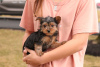 Foto №2 zu Ankündigung № 63807 zu verkaufen yorkshire terrier - einkaufen Deutschland 