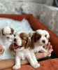 Foto №1. cavalier king charles spaniel - zum Verkauf in der Stadt Аланья | 757€ | Ankündigung № 77226