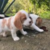 Foto №3. Entzückende Beagle-Welpen zu verkaufen.. Deutschland