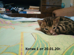 Foto №2 zu Ankündigung № 5503 zu verkaufen bengal katzenrasse - einkaufen Russische Föderation vom kindergarten