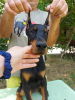 Foto №3. Dobermann-Welpen. Serbien