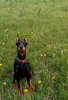 Foto №4. Ich werde verkaufen dobermann in der Stadt Tiflis. züchter - preis - verhandelt