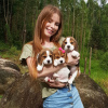 Foto №4. Ich werde verkaufen beagle in der Stadt Штутгарт. quotient 	ankündigung - preis - 331€