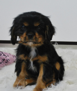 Foto №1. cavalier king charles spaniel - zum Verkauf in der Stadt Ryazan | Verhandelt | Ankündigung № 3933