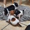 Foto №1. jack russell terrier - zum Verkauf in der Stadt Birżebbuġa | Frei | Ankündigung № 82062