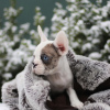 Foto №3. VIP Französische Bulldogge Welpe seltene Farbe Merle blau weiß schwarz Mädchen. Polen