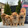 Foto №2 zu Ankündigung № 83141 zu verkaufen chow-chow - einkaufen Serbien züchter