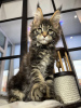 Foto №1. maine-coon-katze - zum Verkauf in der Stadt Jünkerath | 400€ | Ankündigung № 106950