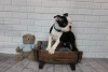 Foto №4. Ich werde verkaufen boston terrier in der Stadt Аугсбург. quotient 	ankündigung - preis - Frei