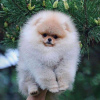 Foto №3. Erstaunliche Pomeranian-Welpen zu verkaufen (WhatsApp 31685390783). Niederlande