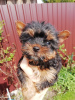 Foto №1. biewer terrier, yorkshire terrier - zum Verkauf in der Stadt Tallinn | 450€ | Ankündigung № 100419