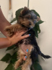 Foto №3. Mini Yorkshire Terrier welpen. Serbien