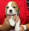 Foto №4. Ich werde verkaufen beagle in der Stadt Дрезден. quotient 	ankündigung - preis - 426€