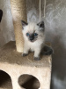 Foto №1. ragdoll-katze - zum Verkauf in der Stadt Бернау | 350€ | Ankündigung № 114602