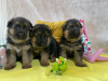 Foto №2 zu Ankündigung № 43101 zu verkaufen deutscher schäferhund - einkaufen Polen züchter