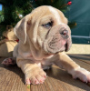 Foto №1. englische bulldogge - zum Verkauf in der Stadt Wyoming | 284€ | Ankündigung № 36284