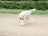 Foto №4. Ich werde verkaufen golden retriever in der Stadt Toljatti. züchter - preis - 332€