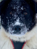 Zusätzliche Fotos: Die kluge und schöne Polina! Toller Hund für ein Landhaus