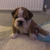 Foto №3. Gesunde Englische Bulldogge steht jetzt zur Adoption zur Verfügung. Deutschland