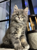 Foto №1. maine-coon-katze - zum Verkauf in der Stadt Bregenz | 400€ | Ankündigung № 97945