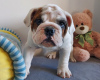 Foto №2 zu Ankündigung № 71259 zu verkaufen englische bulldogge - einkaufen Polen züchter