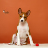 Foto №3. Afrikanische Barkless Hundewelpen Basenji. Weißrussland