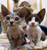 Foto №2 zu Ankündigung № 79246 zu verkaufen devon rex - einkaufen Deutschland züchter