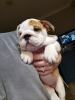 Foto №2 zu Ankündigung № 118109 zu verkaufen englische bulldogge - einkaufen Deutschland quotient 	ankündigung, züchter