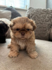 Foto №2 zu Ankündigung № 103514 zu verkaufen shih tzu - einkaufen Deutschland quotient 	ankündigung