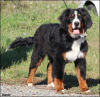 Foto №3. Berner Sennenhund. Serbien