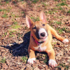 Foto №1. bullterrier - zum Verkauf in der Stadt Warschau | 450€ | Ankündigung № 119266