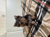 Foto №4. Ich werde verkaufen yorkshire terrier in der Stadt Brest. quotient 	ankündigung - preis - 250€