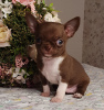 Zusätzliche Fotos: Chihuahua Chocolate Mini Boy