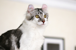 Foto №3. Katze mit wunderschönen Ohren. Russische Föderation
