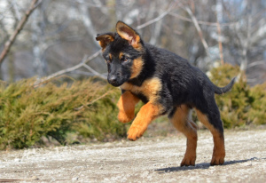 Foto №1. deutscher schäferhund - zum Verkauf in der Stadt Mariupol | 246€ | Ankündigung № 4678