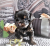 Foto №2 zu Ankündigung № 12170 zu verkaufen yorkshire terrier - einkaufen Russische Föderation vom kindergarten, züchter