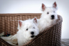 Foto №2 zu Ankündigung № 41876 zu verkaufen west highland white terrier - einkaufen Russische Föderation züchter