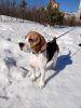 Foto №1. Paarung Service - züchten: beagle. Preis - verhandelt