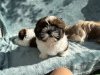 Foto №2 zu Ankündigung № 66414 zu verkaufen shih tzu - einkaufen USA quotient 	ankündigung