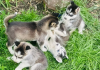 Foto №2 zu Ankündigung № 62775 zu verkaufen siberian husky - einkaufen Frankreich quotient 	ankündigung